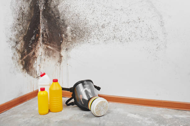 Best Affordable Mold Removal  in Caseyvle, IL