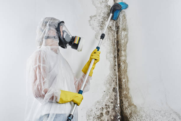 Best Fast Mold Removal  in Caseyvle, IL