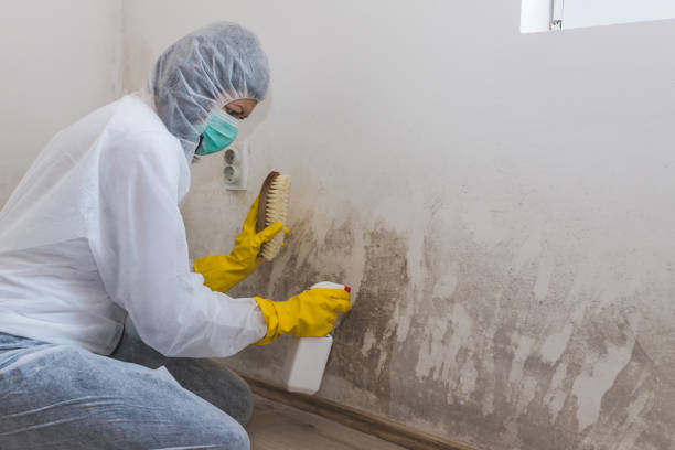 Best Attic Mold Removal  in Caseyvle, IL