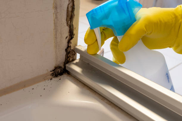 Best Mold Testing  in Caseyvle, IL