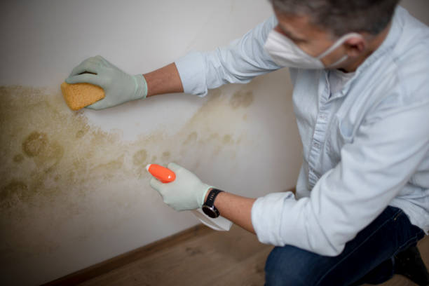 Best Best Mold Removal Companies  in Caseyvle, IL