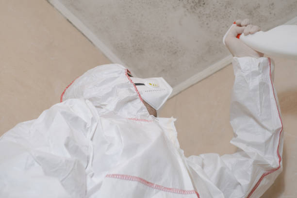 Best Certified Mold Removal  in Caseyvle, IL