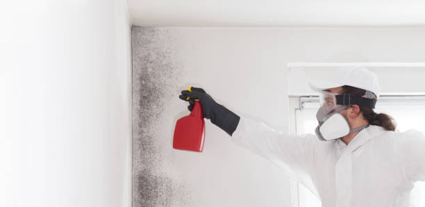 Crawl Space Mold Removal in Caseyville, IL