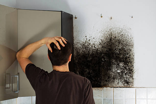 Professional Mold Removal in Caseyville, IL