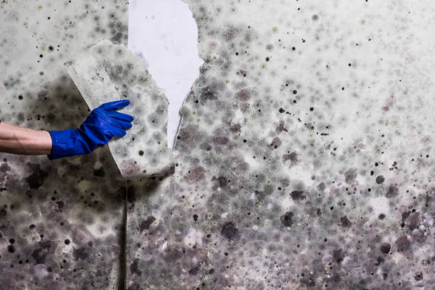 Best Mold Damage Repair  in Caseyvle, IL
