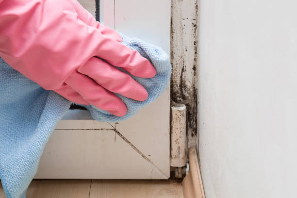 Best Crawl Space Mold Removal  in Caseyvle, IL