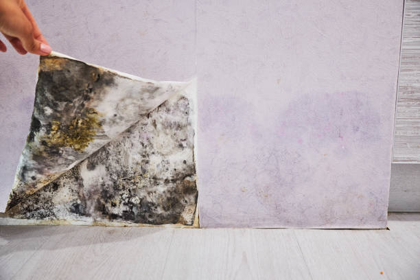 Best Crawl Space Mold Removal  in Caseyvle, IL